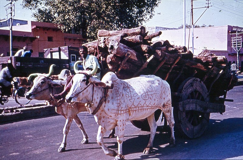 File:Agra-32-Zebu-Gespann-1976-gje.jpg