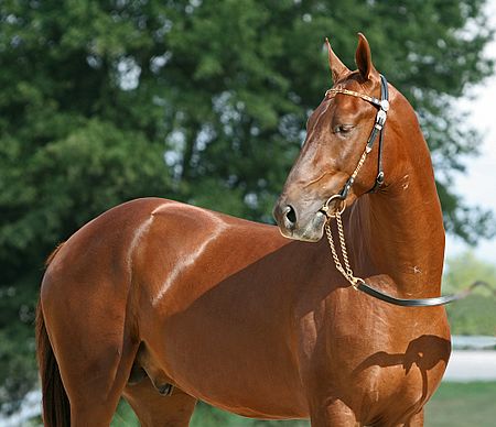 ไฟล์:Akhal Teke Stallion -Gerald (2835598637).jpg