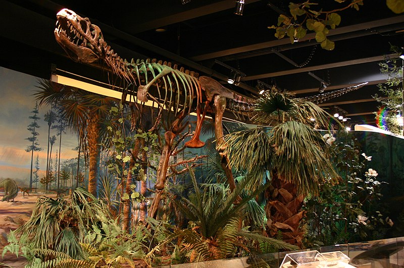 File:Albertosaurus (2386806536).jpg