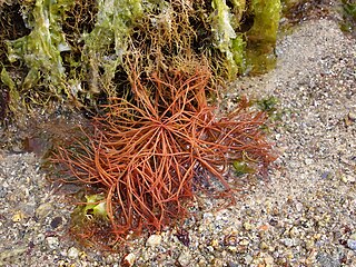 <span class="mw-page-title-main">Gracilariaceae</span> Family of algae