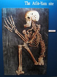 צילום שלד אדם מהכפר הנאוליתי בעתלית-ים, בתצוגה במוזיאון