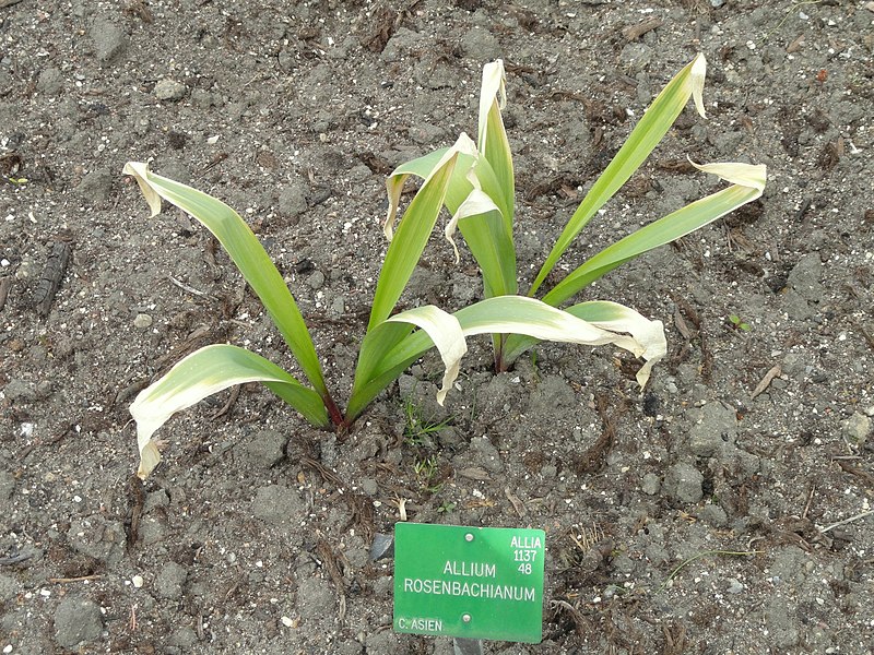 File:Allium rosenbachianum - Copenhagen Botanical Garden - DSC07672.JPG
