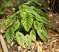 Alocasia augustiana