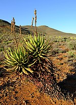 Miniatura para Aloe khamiesensis