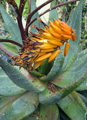 Aloe marlothii2.jpg