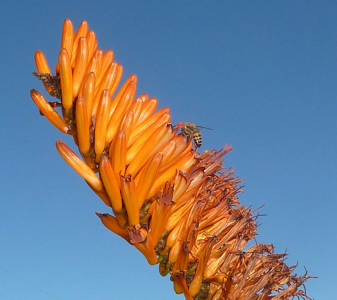 File:Aloe marlothii subsp marlothii, blomme, Melmoth, a.jpg