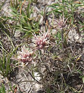 Alpine paintbrush (Castilleja nana) dark form