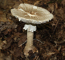 This mature fruit body has a plano-convex cap; the margin bears floccose patches, remnants of the partial veil. Amanita atkinsoniana 72050 crop.jpg