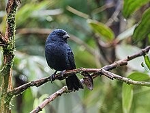 Amaurospiza aequatorialis - Ecuadorian Seedeater (cropped).jpg