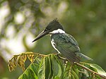 Amazon Kingfisher - female.jpg