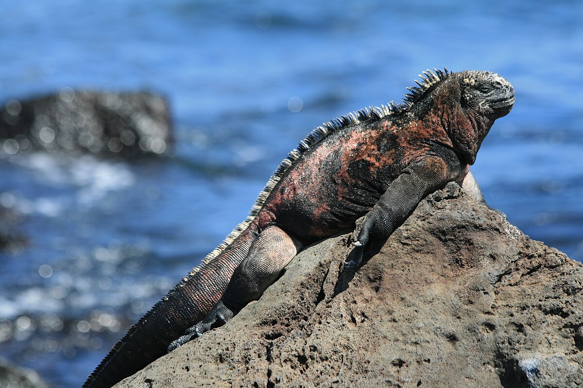 Marine iguana - Wikipedia