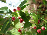 光滑花楸莓（英语：Amelanchier laevis） Smooth serviceberry