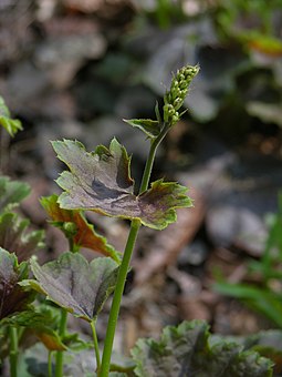 Heuchera americana American Alumroot Heuchera americana 'Garnet' Stalk 2448px.JPG