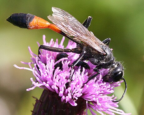 Ammophila sabulosa