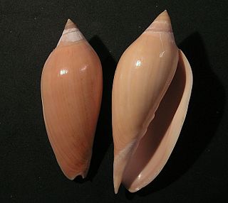 <i>Amoria molleri</i> Species of gastropod