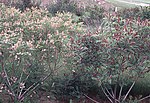 Amorpha fruticosa flowering.jpg