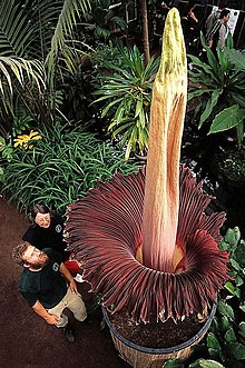A. titanum: This was in May 2003 the largest scientifically documented inflorescence of the titan arum, flowering in the Botanic Gardens of the University of Bonn (Germany). Its height is 306 cm from the tuber, 274 cm from the surface of the soil Amorphophallus titanum (1) (Aracerae) Titan Arum world record flower 2003 in Botanical Gardens Bonn, Foto (c) W. Barthlott, Bot.Gard. Bonn.jpg