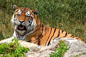 Amur Tiger Smiling (8537421291).jpg