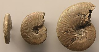 <i>Anahoplites</i> Genus of molluscs (fossil)