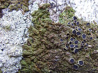 <i>Anaptychia</i> Genus of lichens