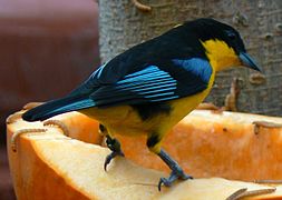 Individu se nourrissant au parc ornithologique national de Pittsburgh (États-Unis)