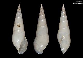 <i>Annulobalcis procera</i> Species of gastropod