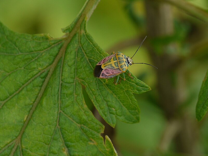 File:Antestiopsis cruciata (Fabricius) (5998257274).jpg