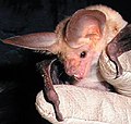 Pallid bat (Antrozous pallidus)
