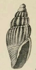 Apaturris costifera