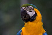 Ara ararauna -Blue-and-gold Macaw -head and neck