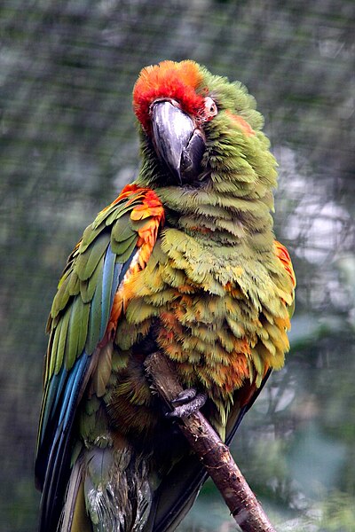 File:Ara rubrogenys -Zoologischer Garten Berlin-8b.jpg