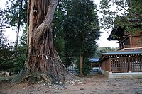 根元の北側（画像左側）の空洞は塞がれている。2023年10月24日撮影。