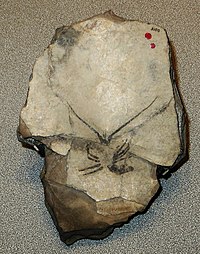 Archaeopalinurus xenopous Cene.JPG