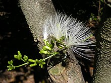 Archidendron lucyii flowers.jpg