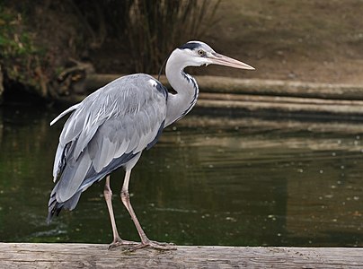 Ardea cinerea (Grey Heron)