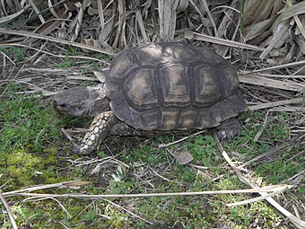 Tortue d'Argentine (Chelonoidis chilensis). L'espèce est endémique des bois et forêts des régions arides et semi-arides du sud de l'Amérique du Sud.