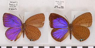 <i>Arhopala epimuta</i> Species of butterfly