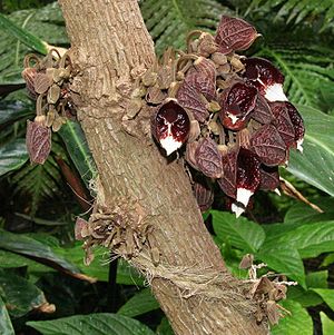 Aristolochia arborea 04.jpg