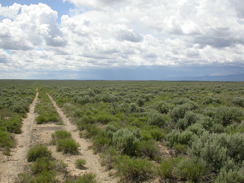 File:Artemisia tridentata wyomingensis (4046270082).jpg