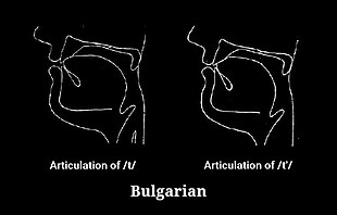 Articulation of t and tj in Contemporary Standard Bulgarian.jpg