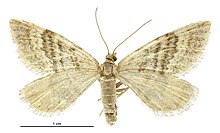 Asaphodes recta female.jpg