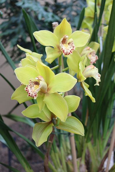 File:Asparagales - Cymbidium 'Loch Insh' Lewes - 2.jpg