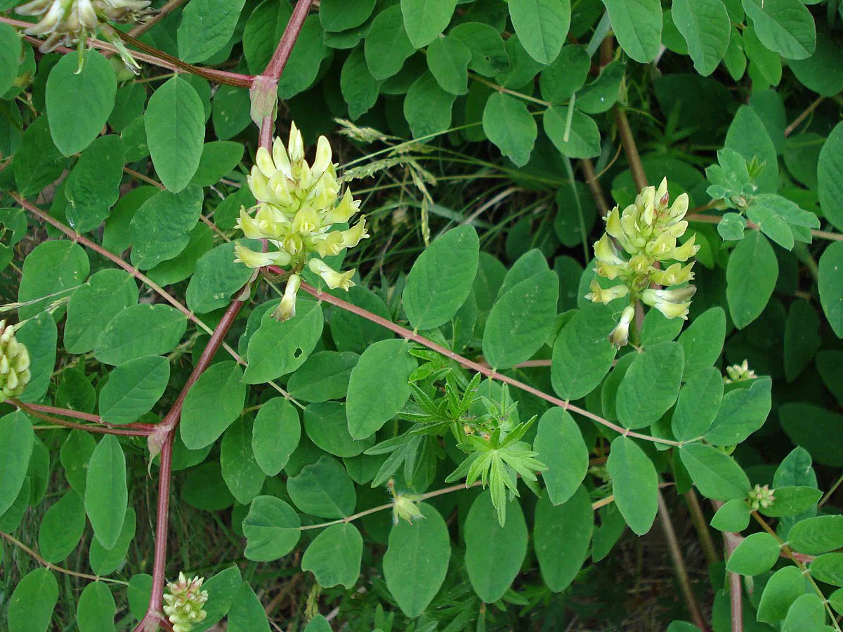 Astragalus Glycyphyllos Wikipedia La Enciclopedia Libre