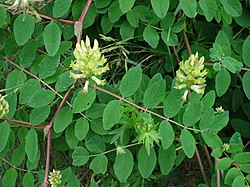 Saldžialapė kulkšnė (Astragalus glycyphyllos)