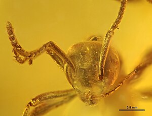 Asymphylomyrmex balticus GZG-BST05034 01.jpg