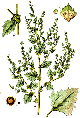 <i>Atriplex rosea</i> Species of flowering plant