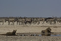Attack of a lioness on a giraffe 1.jpg