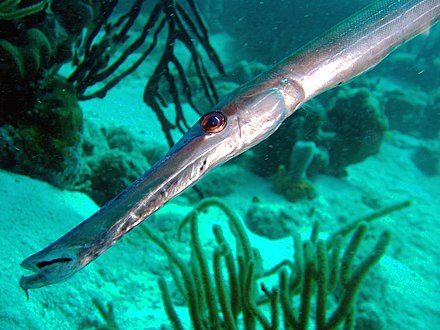 Рыба игла фото. Aulostomus chinensis. Aulostomus maculatus. Рыба игла Пресноводная. Семейство флейторыловые (Aulostomidae).