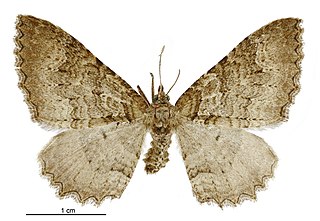 <i>Austrocidaria cedrinodes</i> Species of moth endemic to New Zealand