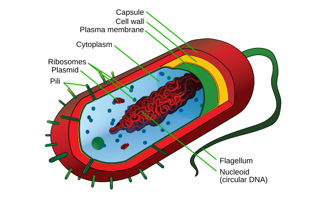 prokaryotic cells diagram labeled